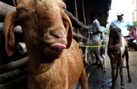 COVID-19, Coronavirus, Lockdown, Bakri-Eid, Bakri-Eid Celebrations