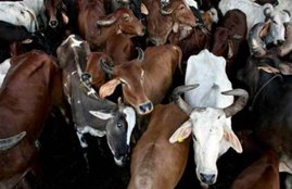 Chattisgarh, 50 Cattles,