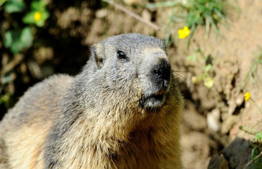 bubonic plague mongolia