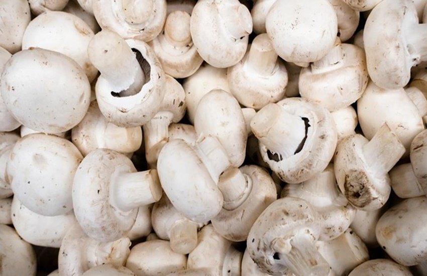 diabetes, mushroom for diabetes patients, diabetes precautions, diabetes diet, diabetes food