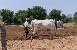 पीएम किसान सम्मान निधि स्कीम की रकम को किसानों ने कैसे किया खर्च, जानें- स्टडी में क्या खुलासा