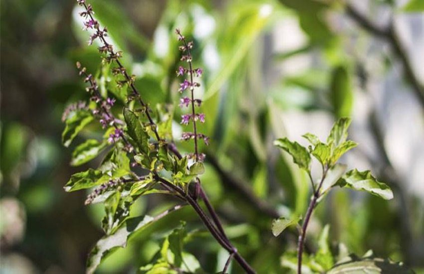 blood pressure, immunity, immunity booster, tulsi health benefits, high bp, hypertension, blood pressure remedies