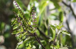 इम्युनिटी से लेकर High BP तक, इन बीमारियों के लिए रामबाण से कम नहीं तुलसी, जानिये इस्तेमाल का तरीका