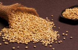 यूरिक एसिड के मरीज गेहूं के ज्वार को करें डाइट में शामिल, जानिये- कैसे होता है फायदेमंद