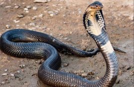 nag panchami 2020, nag panchami kab hai, nag panchami date, kaal sarp dosh, kaalsarp yog 2020,