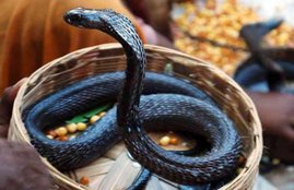 nag panchami 2020, nag panchami, kaal sarp dosh, nag panchami kab hai, nag panchami kaal sarp dosh puja,