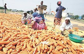 maize