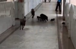कर्नाटक: कोविड-19 अस्पताल में घूम रहे हैं सूअर, VIDEO वायरल होने पर मचा हड़कंप