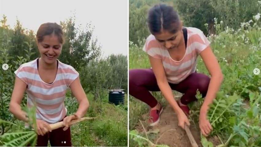 रुबीना काफी कश्मकश के बाद तीन मूलियां उखाड़ पाने में सफल हो पाती हैं।