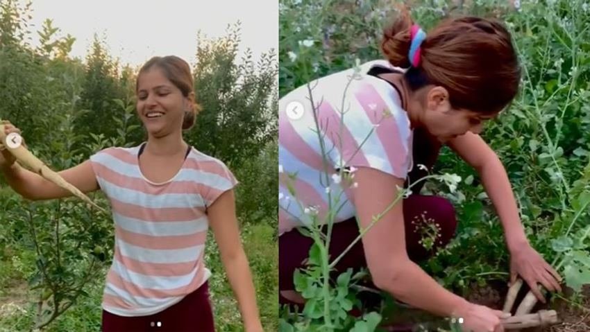 वीडियो शेयर करते हुए रुबीना ने लिखा है कि इन दिनों सिर्फ मैं ही खेतों में काम कर रही हूं या और भी कुछ लोग हैं।