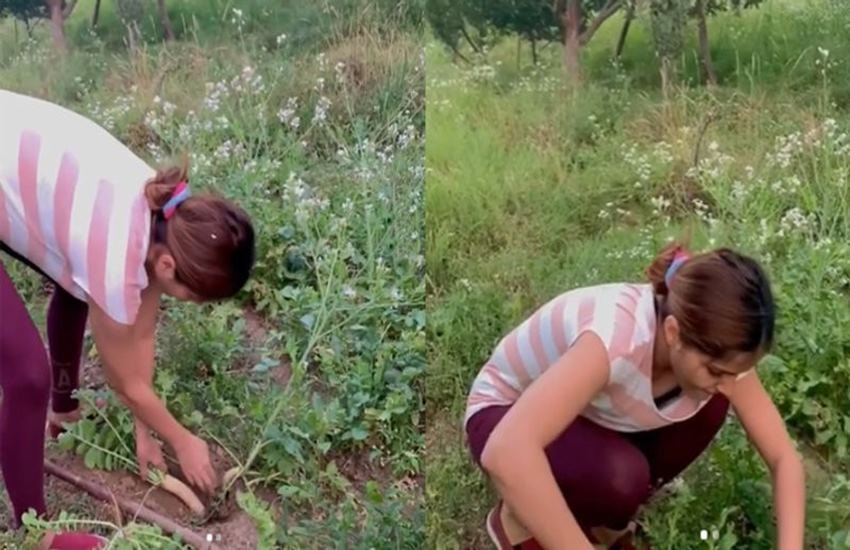 कोरोना वायरस के फैलते संक्रमण के कारण करीब 4 महीने से देशव्यापी लॉकडाउन जारी है। लॉकडाउन के कारण फिल्मों और टीवी सीरियल्स की शूटिंग भी बंद पड़ी रहीं। शूटिंग बंद होने से कई एक्टर्स की शो से छुट्टी हो गई तो कईयों को वक्त मिला कि वह अफने घर परिवार के साथ समय बिता सकें। ऐसा ही कुछ हुआ टीवी की 'किन्नर बहू' रुबीना दिलैक के साथ। (Photos: Rubina Dilaik Instagram)