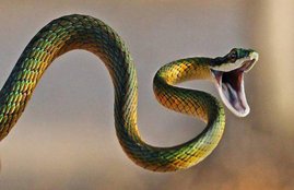 dream interpretation, sapne me saap dekhna, sapno ka matlab, dream astrology, snake dream meaning, सपनों का मतलब,