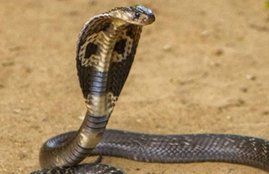 nag panchami 2020, nag panchami kab hai, dream interpretation, sapne me saanp dekhna, snake dream,