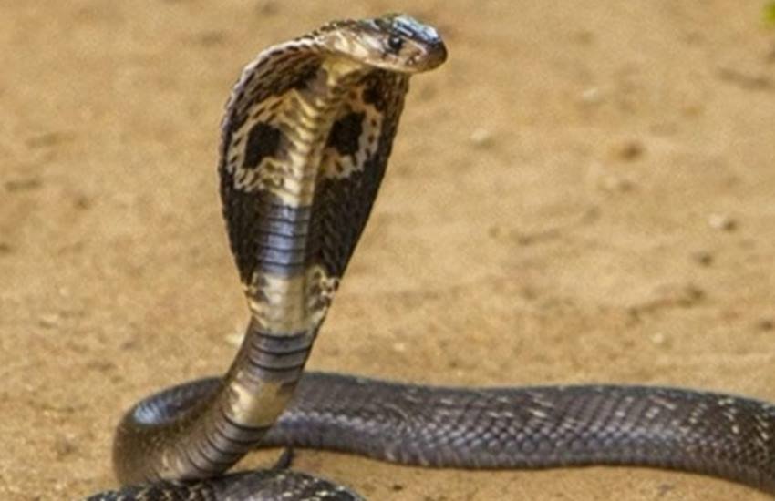 nag panchami 2020, nag panchami kab hai, dream interpretation, sapne me saanp dekhna, snake dream,