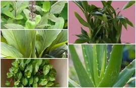 good luck plant, lucky plant, lucky plants indoor, tulsi plant, haldi plant, aloe vera plant, bamboo plant,