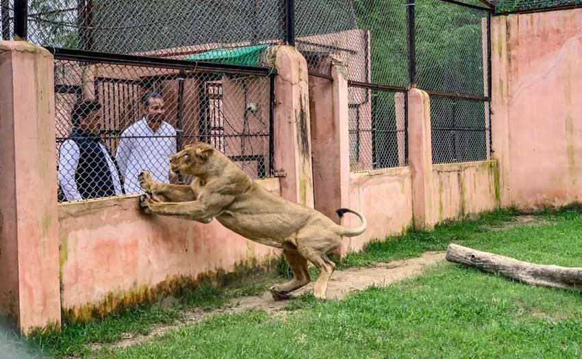 लायन सफार में गुजरात के गिर नेशनल पार्क से भी शेर लाए गए हैं।