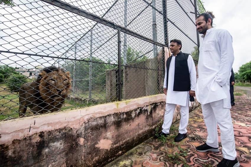 बता दें कि लायन सफारी का निर्माण अखिलेश यादव ने ही अपने कार्यकाल में बनवाया था।