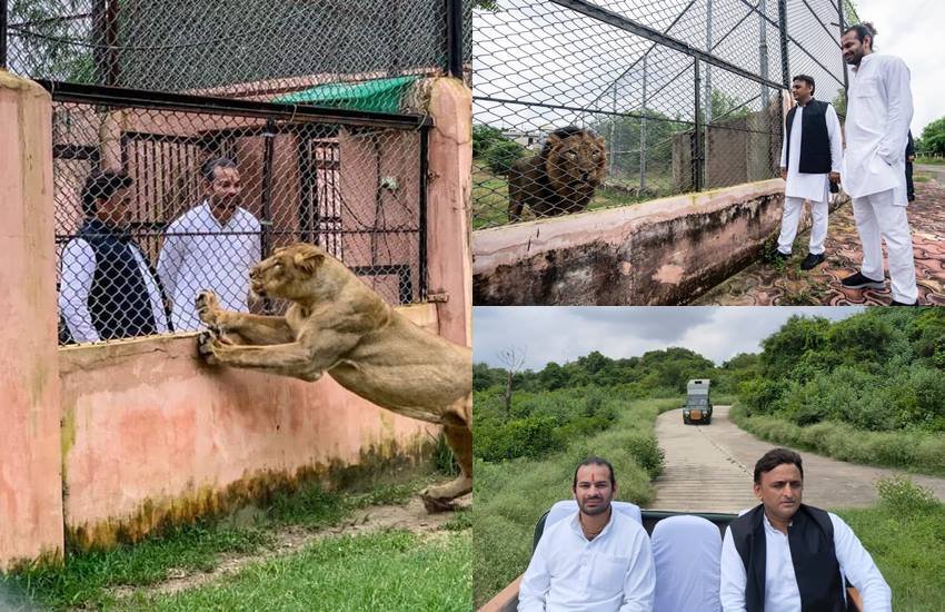 उत्तर प्रदेश के पूर्व सीएम अखिलेश यादव ने राजद नेता तेज प्रताप यादव को इंटावा में लायन सफारी की सैर कराई। लायन सफारी की तस्वीरे अखिलेश यादव औऱ तेज प्रताप दोनों ने अपने सोशल मीडिया अकाउंट से शेयर कीं।