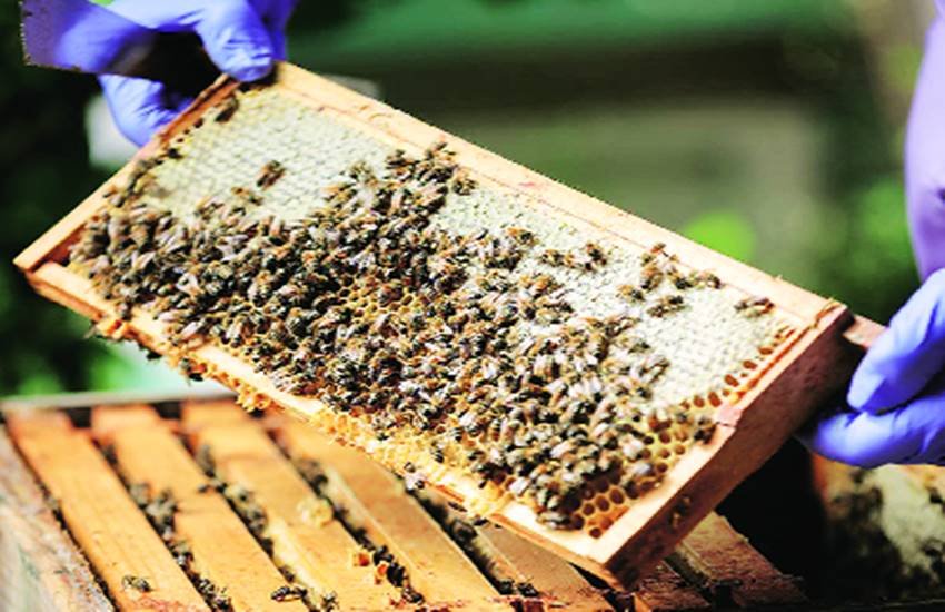 प्राकृतिक शहद में कई ऐसे गुण होते हैं, जो शरीर के लिए गुणकारी होते हैं और बीमारियों से बचाते हैं।