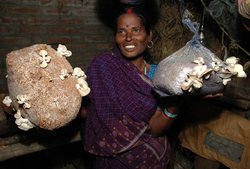 मशरूम फार्मिंग: छोटे से कमरे में पांच हजार रुपये में शुरू कर सकते हैं ये बिजनेस, बढ़िया कमाई का मिलेगा फायदा