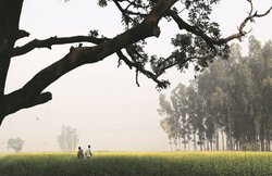 राजस्थान: खेत में बिखरे मिले 11 शव! इलाके में सनसनी, पाक शरणार्थियों की सामूहिक हत्या का शक