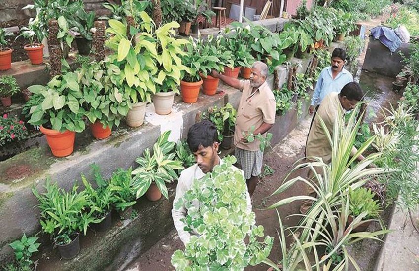 राजस्थान के राजपूतों की बलिदानी परंपरा में पेड़ों की रक्षा के लिए अमृता देवी की कहानी गर्व से भर देती है।