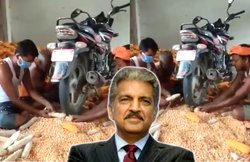 Bajaj की बाइक से किसान निकाल रहे थे मक्के के दाने! आनंद महिंद्रा को भी नहीं हुआ भरोसा, इम्प्रेस हो शेयर किया VIDEO