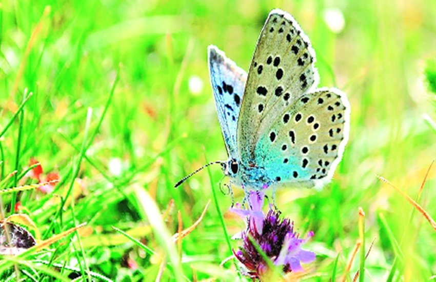 ब्रिटेन में 40 साल से गायब दुर्लभ तितली लार्ज ब्लू इंग्लैंड के कॉट्सवोल्ड की पहाड़ी पर दिखी।