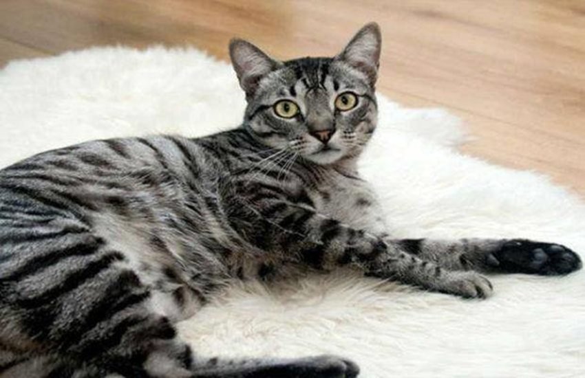 cat, cat arrested, crime