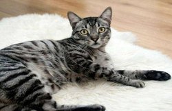 ड्रग्स की तस्करी करने वाली बिल्ली पकड़ी गई! पुलिस वालों को चकमा देकर जेल से फरार