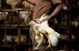 Corona virus, broiler chicken, Is it safe to eat broiler chicken, Are broilers healthy, What are broiler chickens