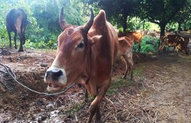 cow protection rajasthan, ashok gehlot