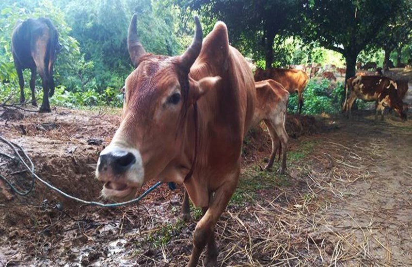 cow protection rajasthan, ashok gehlot