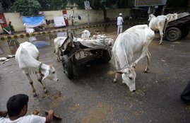 cow slaughter