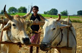 farmer, agriculture