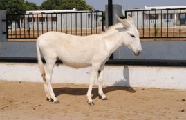 Donkey Milk Dairy, Halari Breed