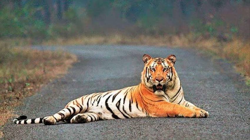 जय टाइगर - जय नामक बाघ महाराष्ट्र के उमरेद कारहांडला बाघ अभयारण्य में लोगों का सबसे प्यारा बाघ था। 250 किलो का वो बाघ 18 अप्रैल 2016 को अचानक गायब हो गया। लोगों ने अपने प्यारे बाघ के लिए पूजा - पाठ ,हवन आदि करवाए, लेकिन गायब हुए बाघ के संबंध में कोई जानकारी नहीं मिल पाई।