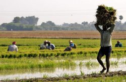पीएम किसान सम्मान निधि योजना की छठी किस्त के लिए 17,100 करोड़ रुपये जारी, जानें- कहां अटकी है आपकी रकम