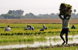 pm kisan samman nidhi yojana A