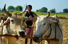 pm kisan yojana A