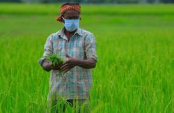 Pradhan Mantri Fasal Bima Yojana इस राज्य में एक साल के लिए सस्पेंड, जानें वजह