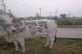 Cow, UP, Yogi CM