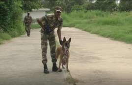 DMRC, Dog, Posting,