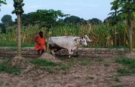 Baba Ramdev, Baba Ramdev in fields, Baba Ramdev Yoga, Baba Ramdev Fitness
