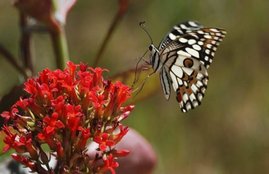 wildlife