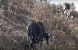 india, china, yak