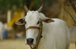 मध्य प्रदेश: कांग्रेस नेता ने गाय के शरीर पर छपवा दिया हाथ का पंजा, बीजेपी हुई आगबबूला