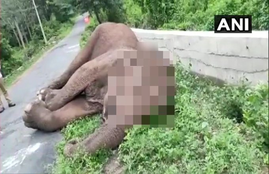 elephant, elephant dead