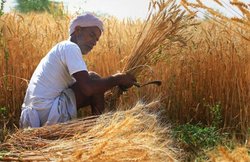 किसानों पर मार, रबी फसलों के समर्थन मूल्य में 6 सालों में सबसे कम इजाफा, गेहूं पर बढ़े सिर्फ 50 रुपये