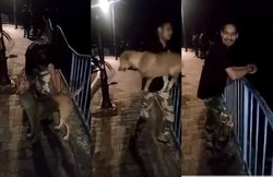 इंसानियत शर्मसार! मौज-मस्ती के लिए कुत्ते को फेंका तालाब में, VIDEO भी बनवाया, वायरल हुआ तो युवक पर केस